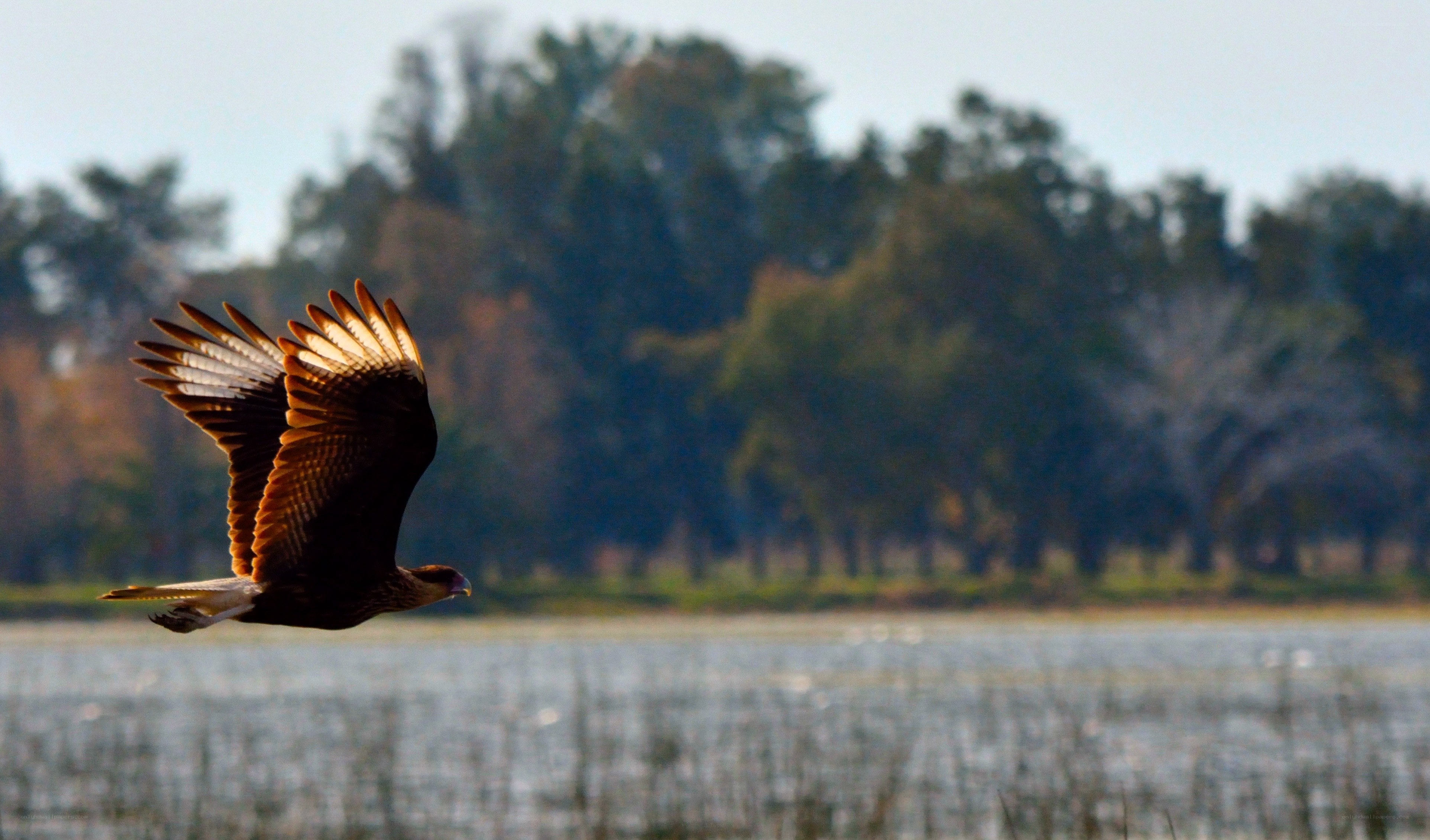 flying bird over a lake