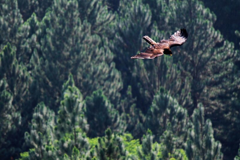 Flying Bird over Forest