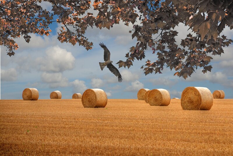 Flying Bird over Hay Bales