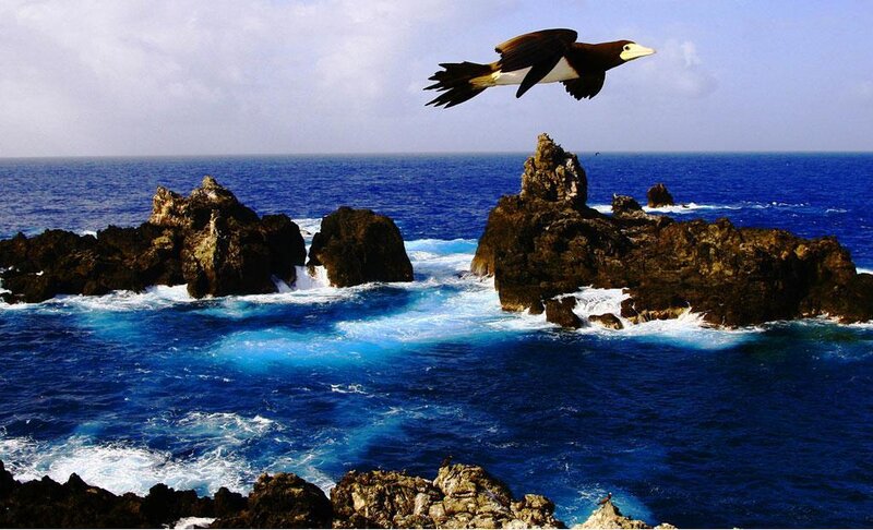 Flying Bird over Ocean — Blue