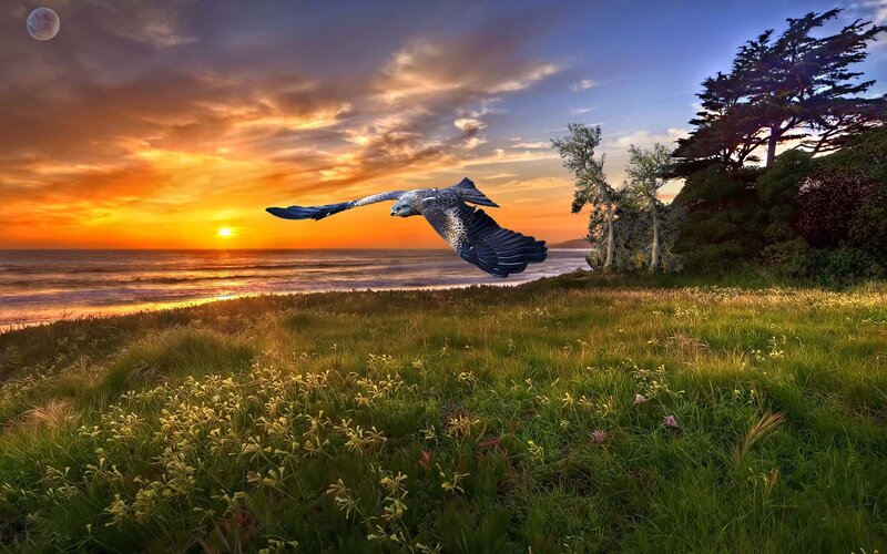 Flying Bird over Ocean — Orange