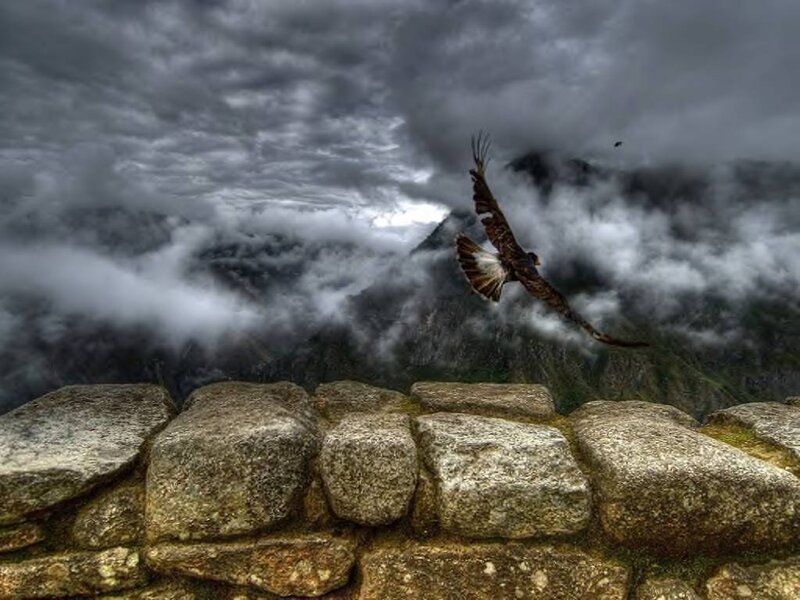 Flying Bird over Ruins — Gray, Dramatic, Photograph