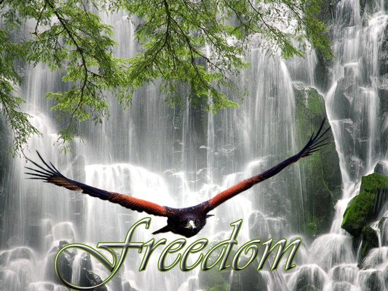 Flying Bird over Waterfall — Green