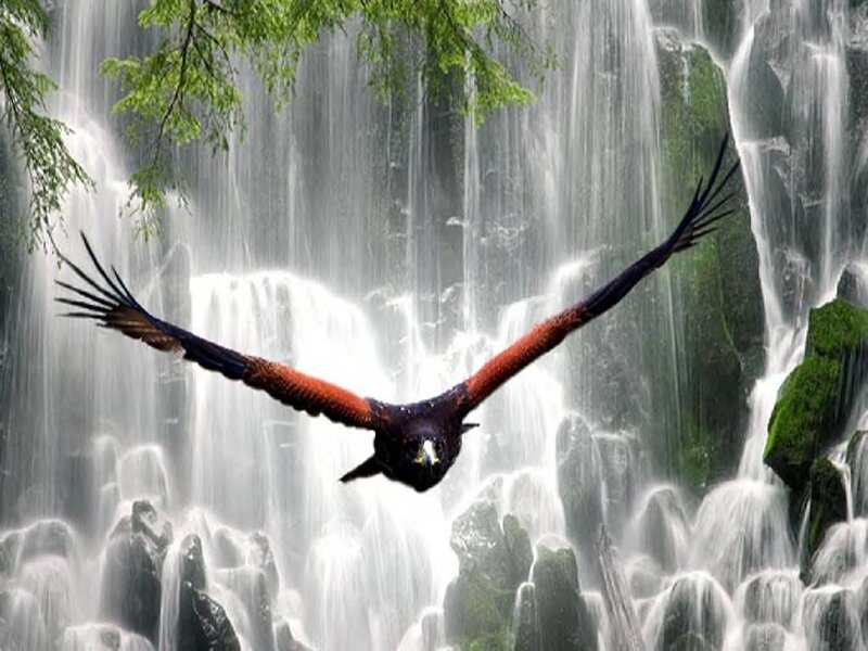 Flying Bird over Waterfall