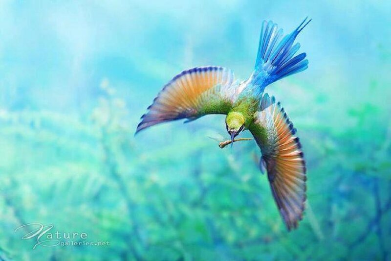 Flying Bird with Food