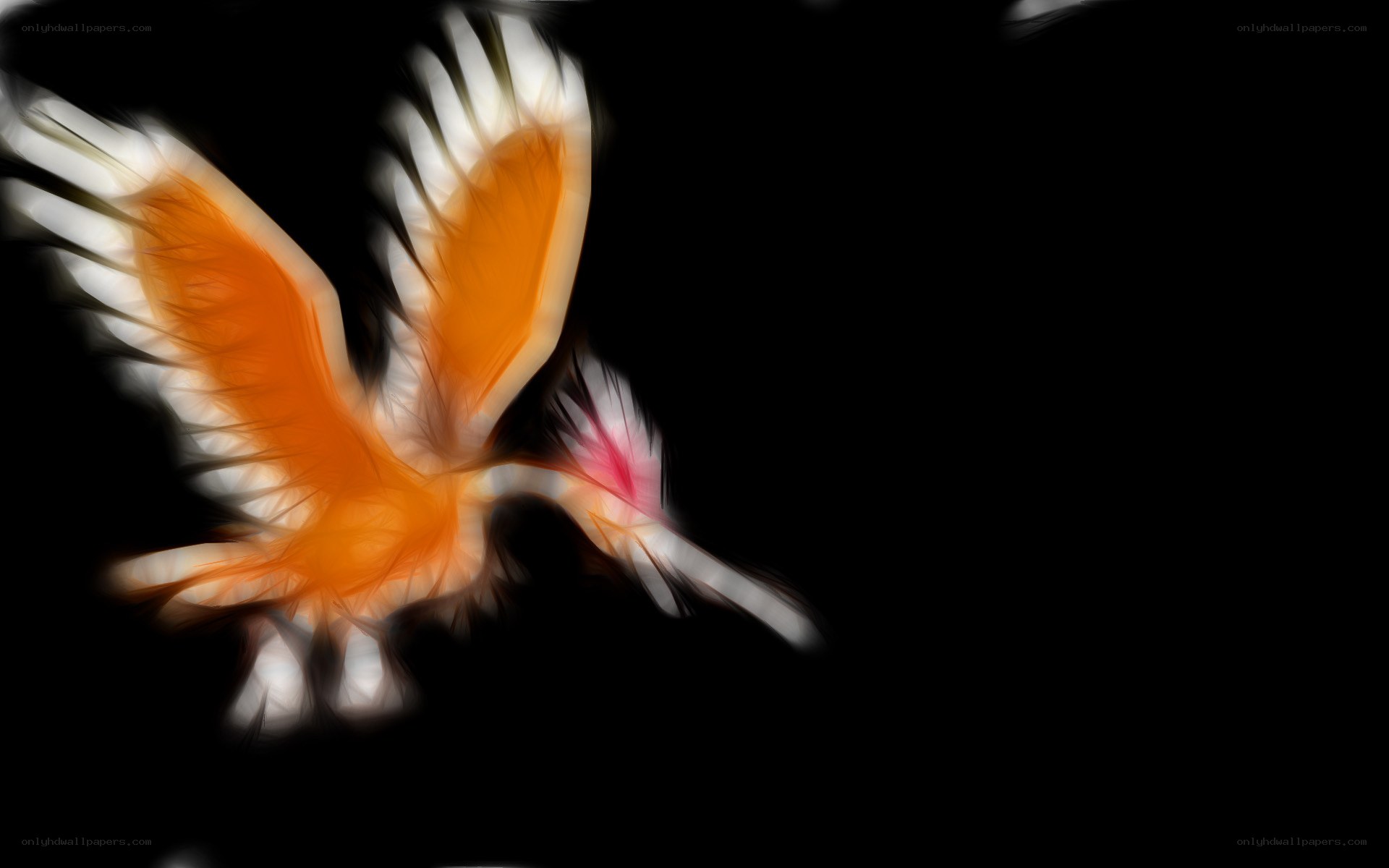 flying bird with orange wings