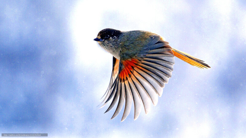Flying Bird with Red Wings
