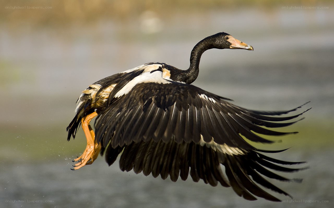 flying bird with spread wings