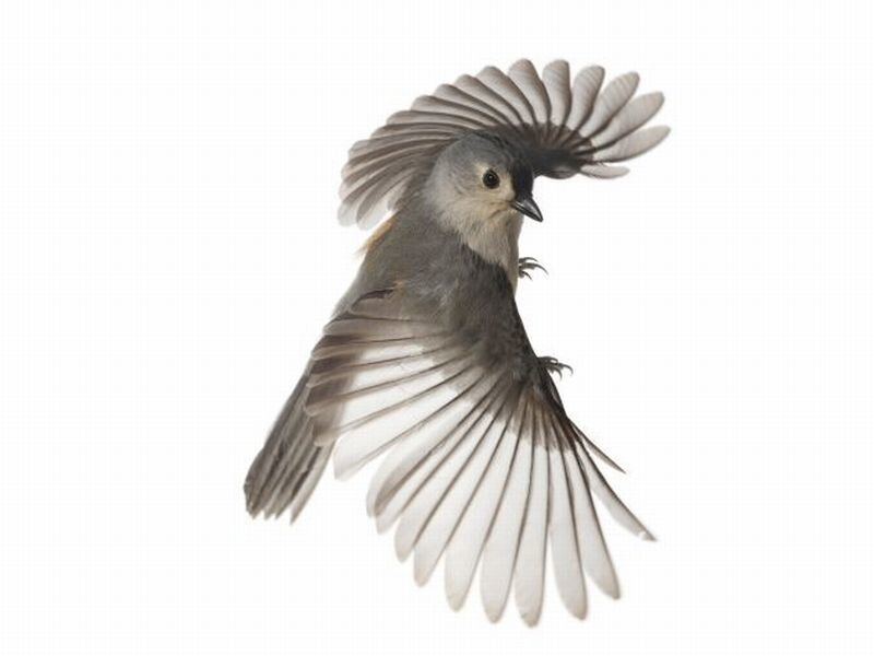 Flying Bird with Spread Wings — Gray