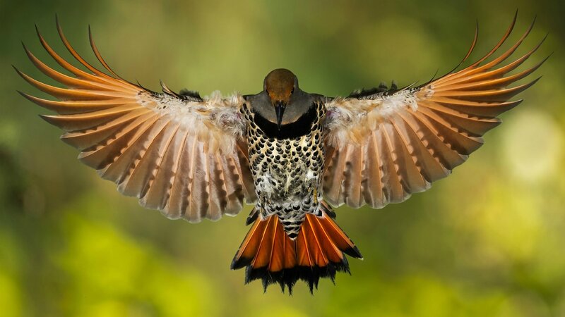 flying bird with spread wings