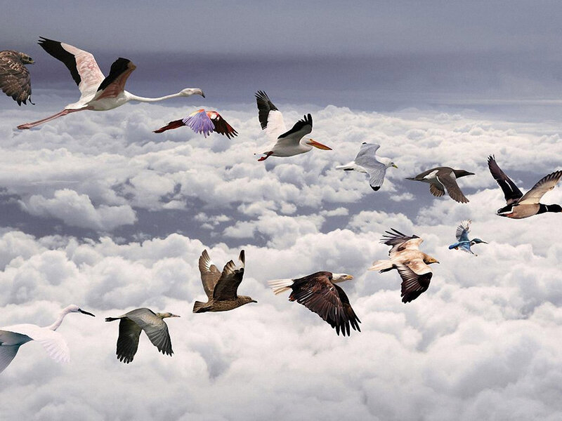 Flying Birds Above Clouds