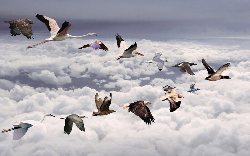 Flying Birds Above Clouds — White, Serene, Photograph