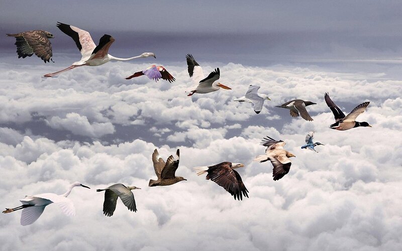 Flying Birds Above Clouds — White