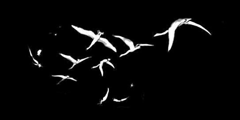 Flying Birds at Night