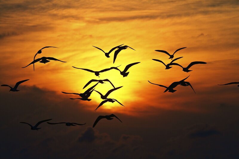 Flying Birds at Sunset — Orange, Dramatic, Photograph, Sky, Clouds, Sun