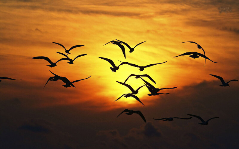 Flying Birds at Sunset — Orange, Dramatic, Photograph, Sky, Clouds
