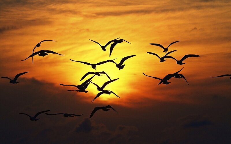 Flying Birds at Sunset — Orange, Dramatic, Photograph, Sky