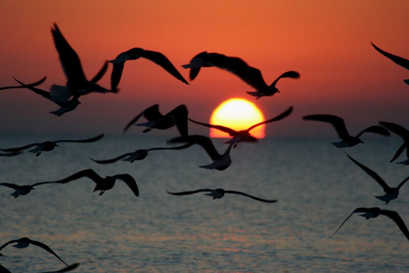 Flying Birds at Sunset — Orange, Dramatic, Photograph, Sun, Ocean