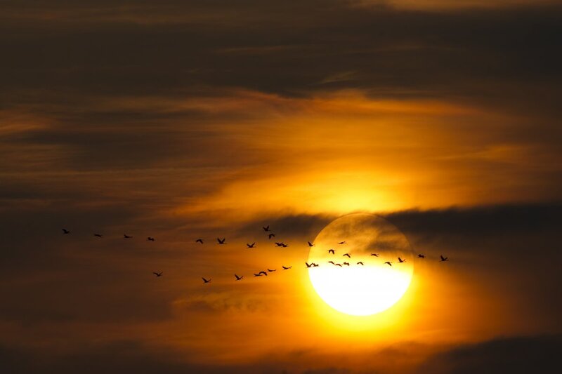 Flying Birds at Sunset — Orange, Dramatic, Photograph, Sun