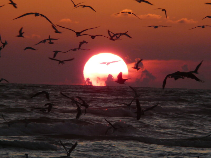 Flying Birds at Sunset — Orange, Dramatic, Photograph