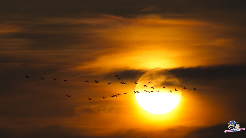 Flying Birds at Sunset — Orange, Dramatic