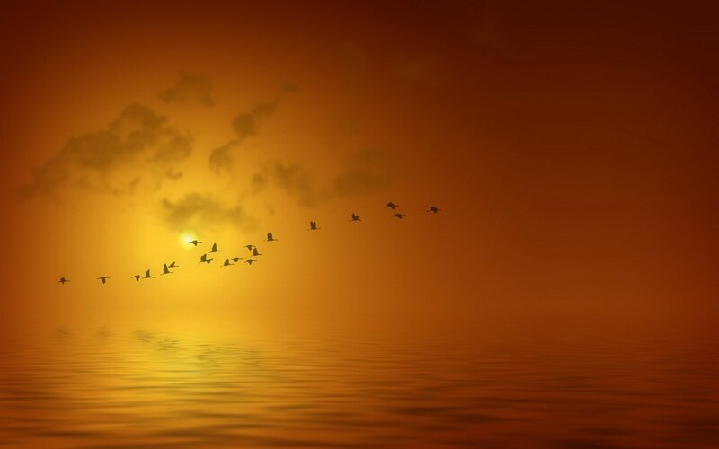 Flying Birds at Sunset — Orange, Serene, Photograph, Sun