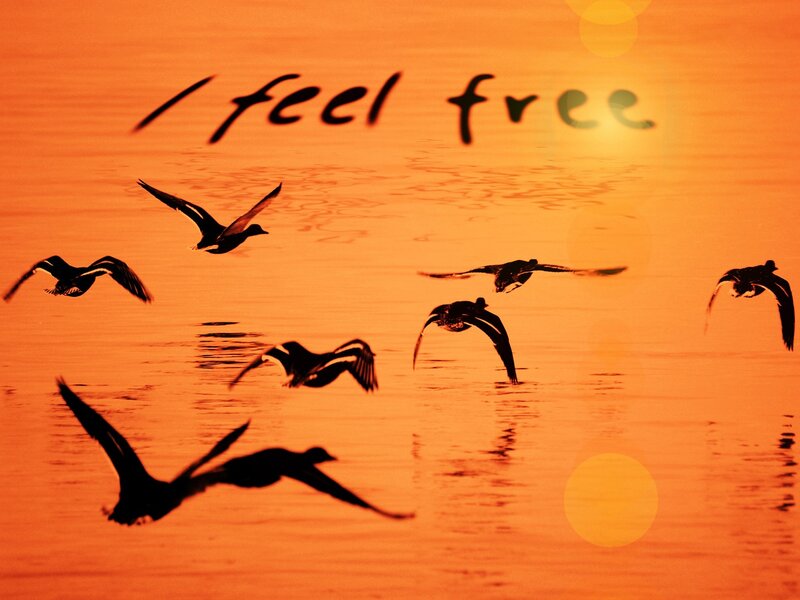 Flying Birds at Sunset — Orange, Serene