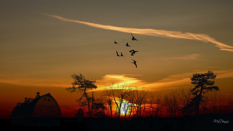Flying Birds at Sunset — Orange