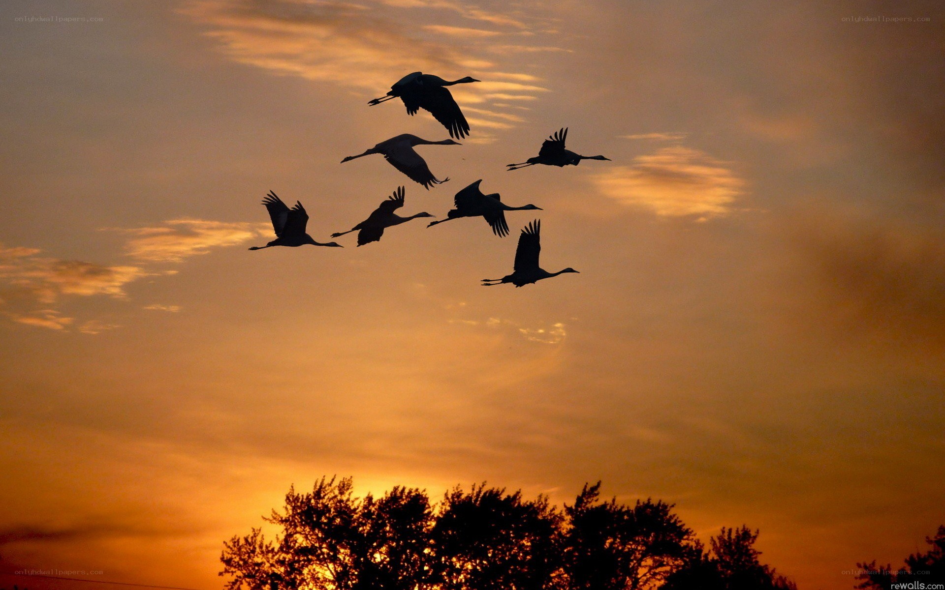 flying birds at sunset