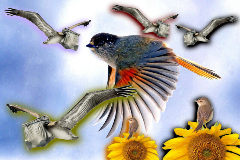 Flying Birds Collage