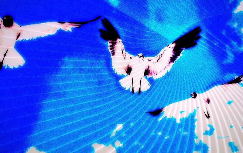 Flying Birds in Blue Sky — Dynamic