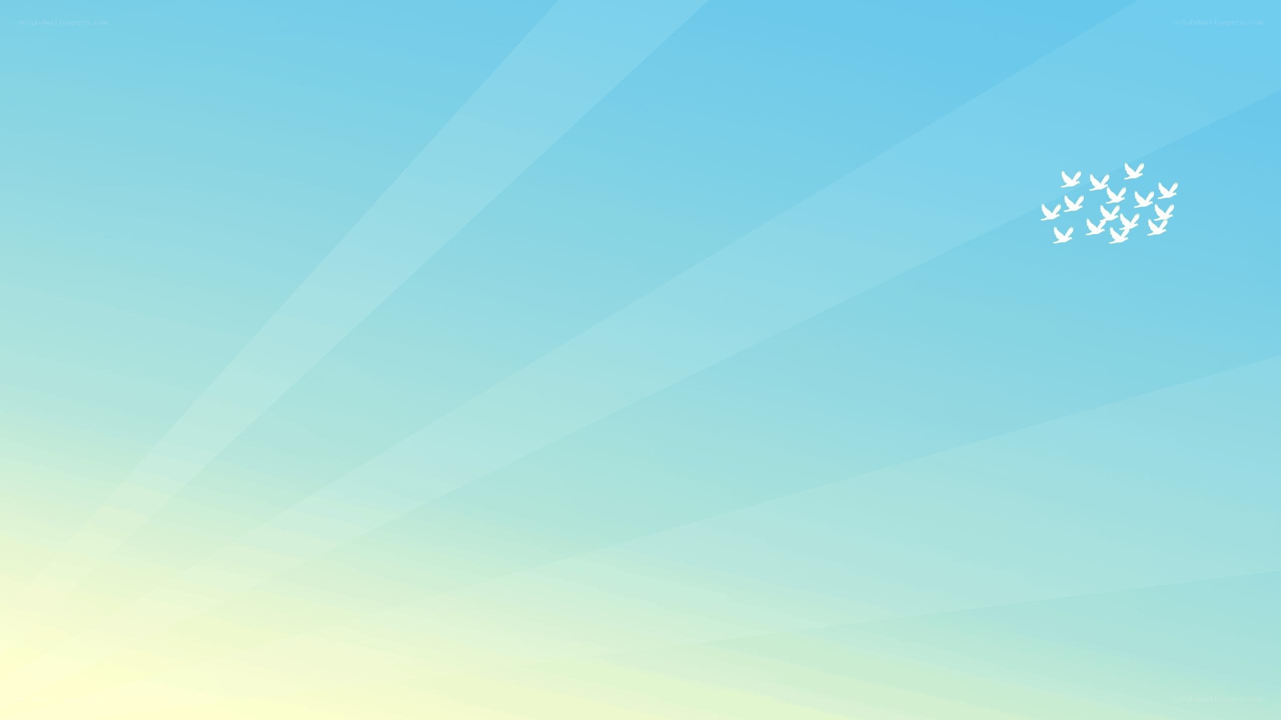 flying birds in blue sky