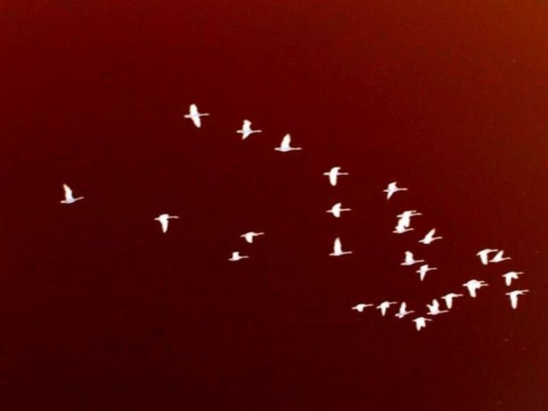Flying Birds in Formation — Red