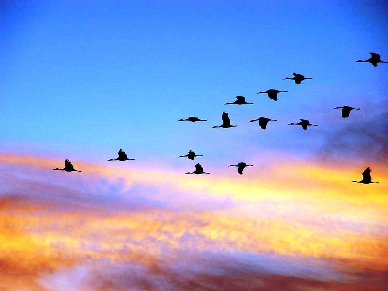Flying Birds in Formation
