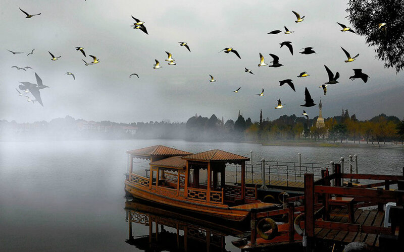 Flying Birds over Lake