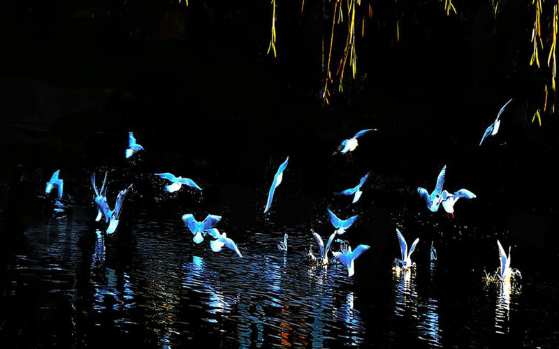 Flying Birds over Water — Black