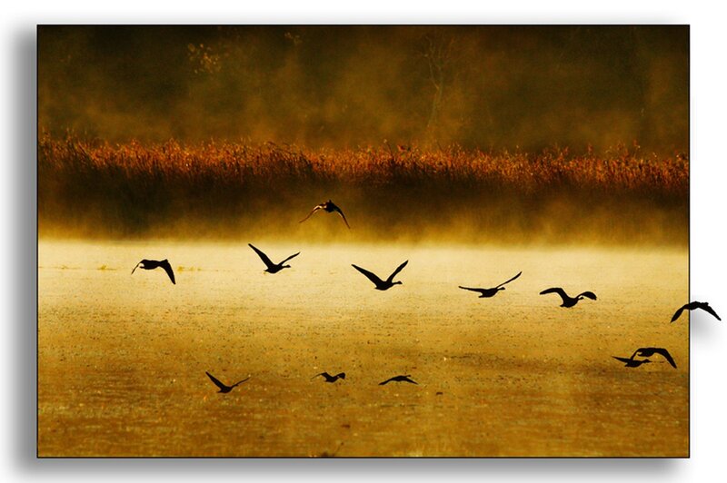 Flying Birds over Water — Gold