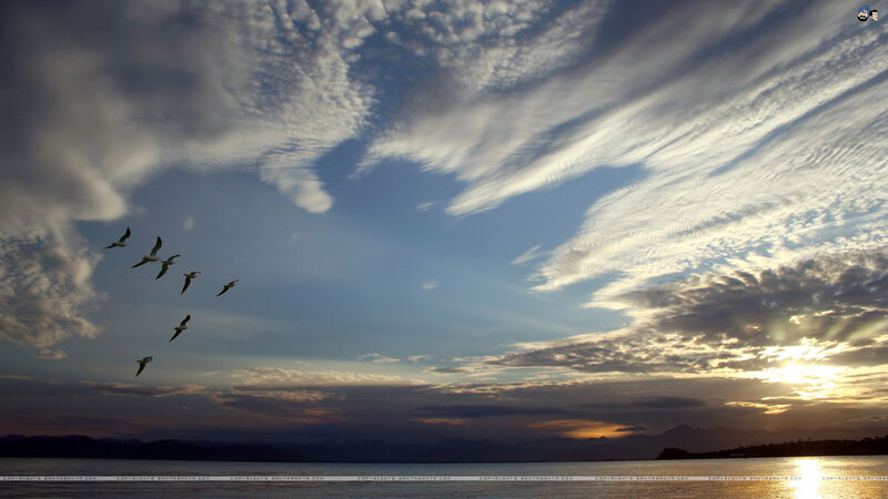 Flying Birds over Water