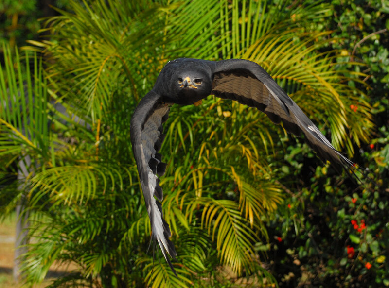 Flying Black Hawk