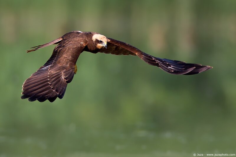 Flying Black Kite — Brown
