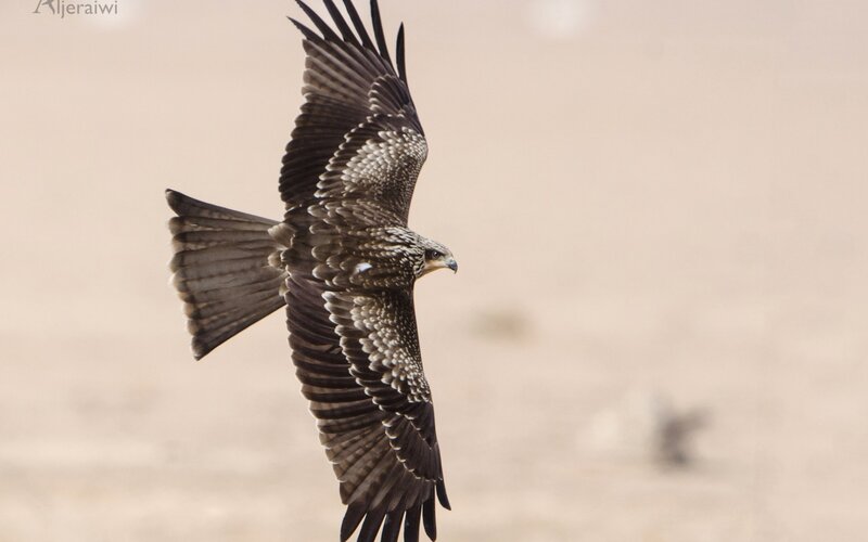 flying black kite
