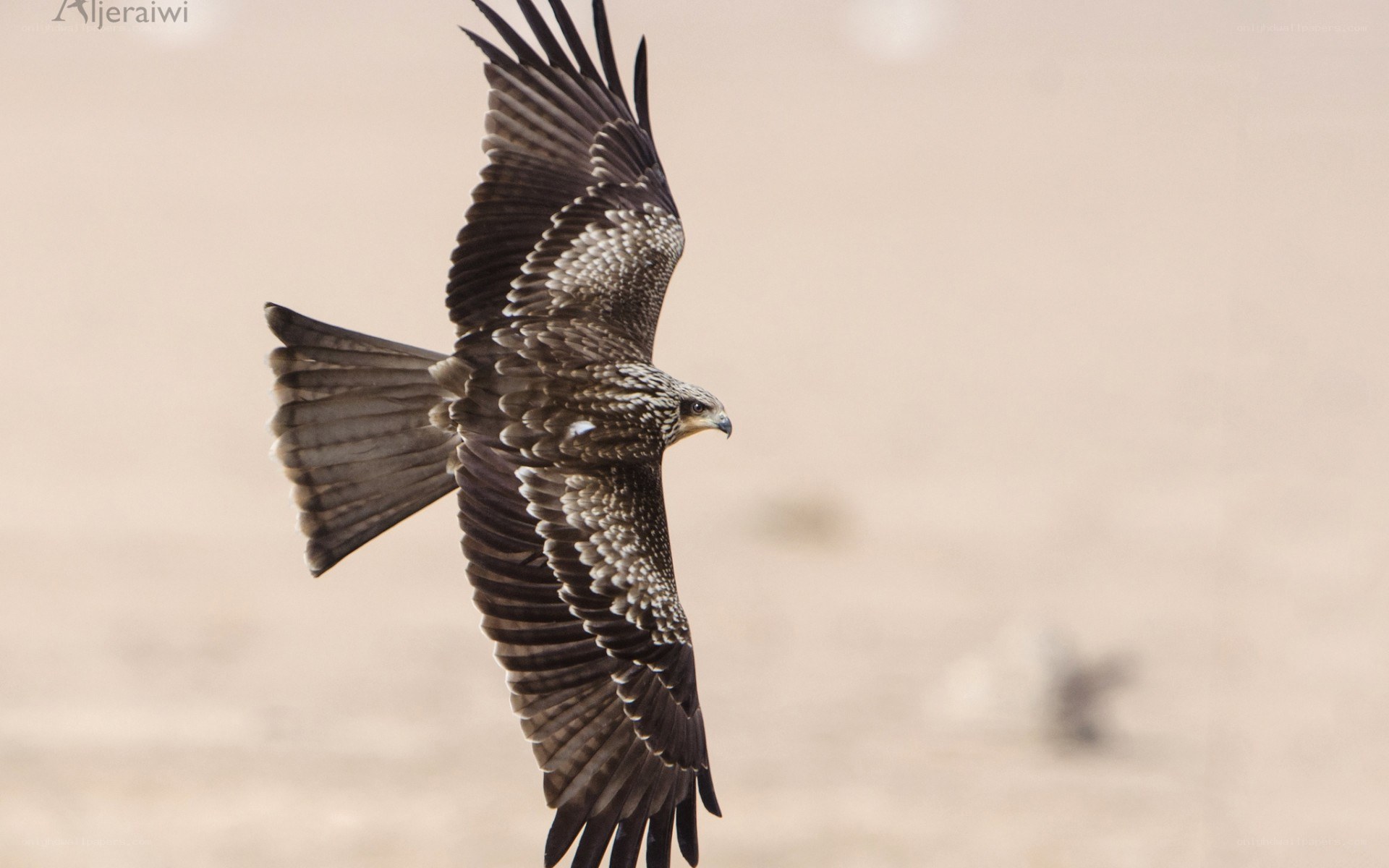 flying black kite