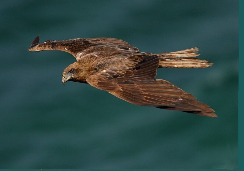 flying brown hawk