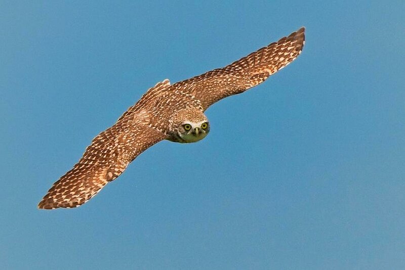 flying burrowing owl