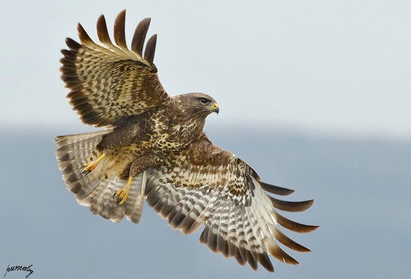 Flying Buzzard
