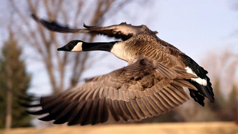 Flying Canada Goose — Brown