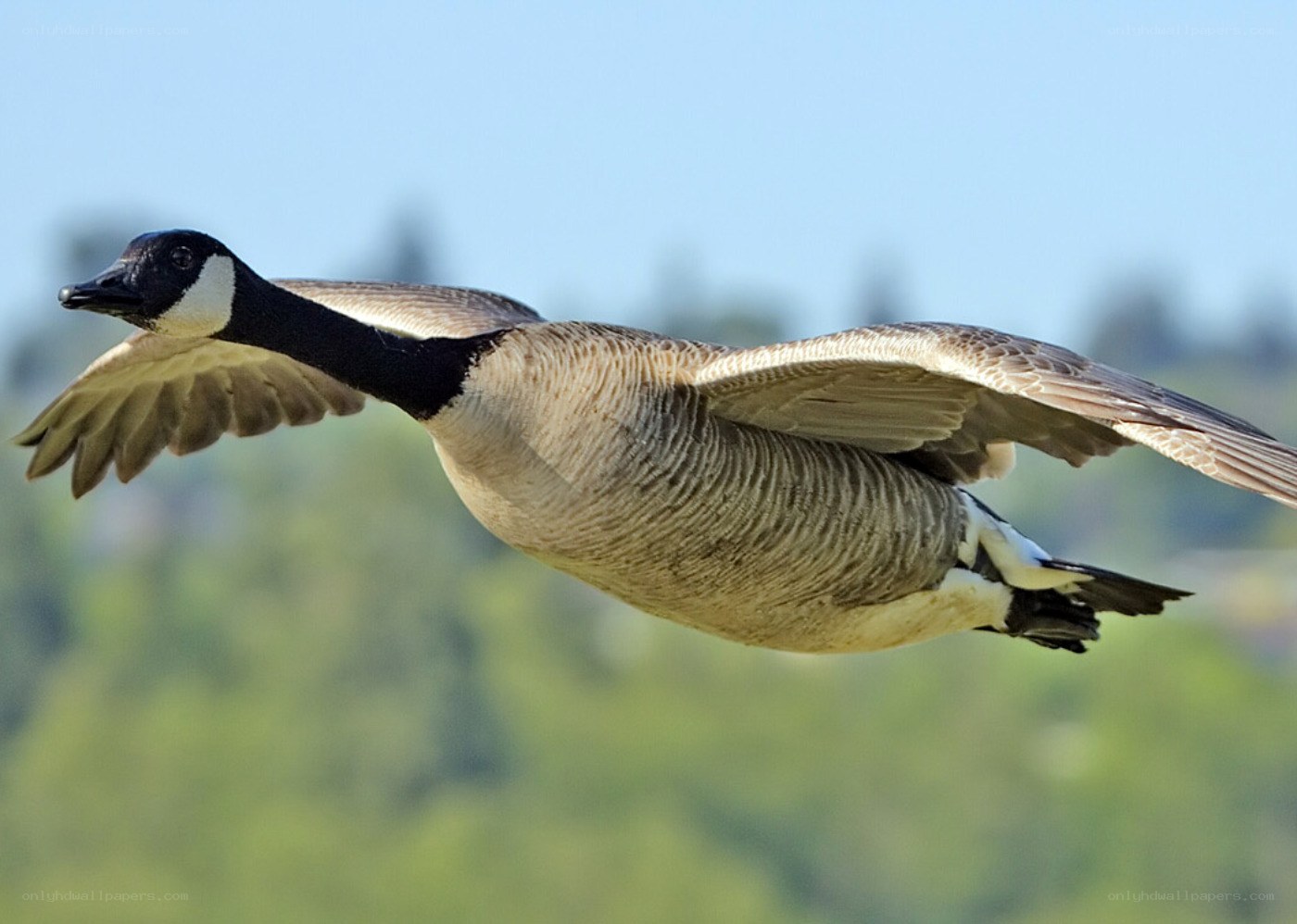 flying canada goose