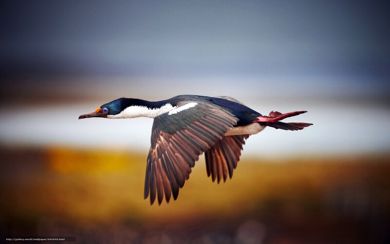 Flying Cormorant Bird — Blue