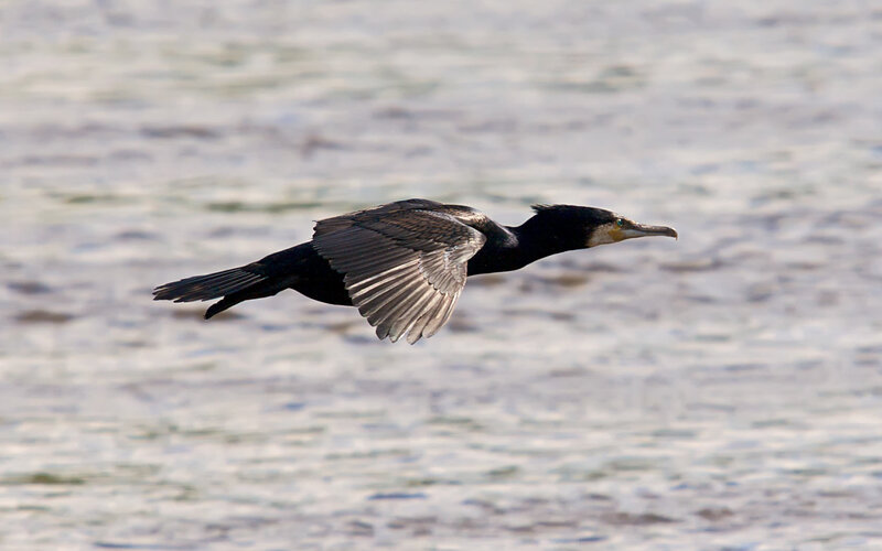 Flying Cormorant Bird