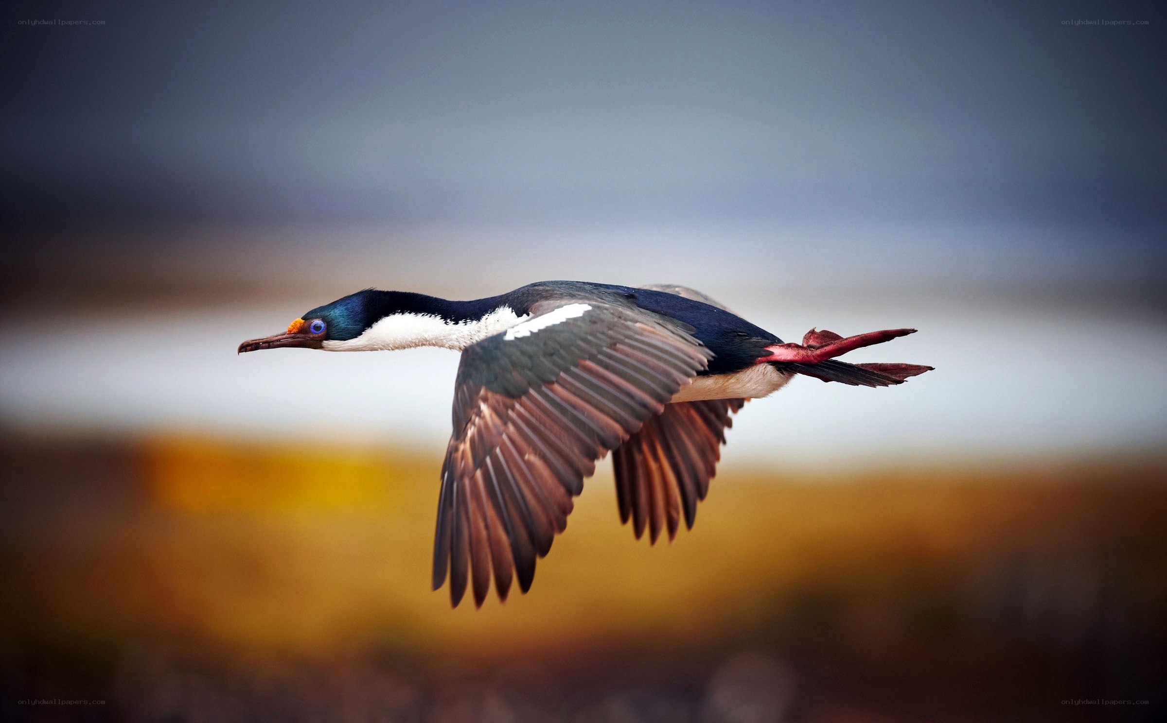 flying cormorant in motion